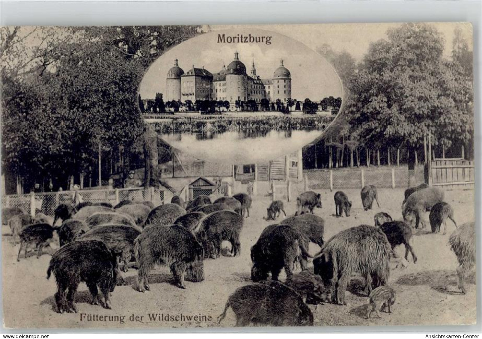 51825801 - Moritzburg - Moritzburg