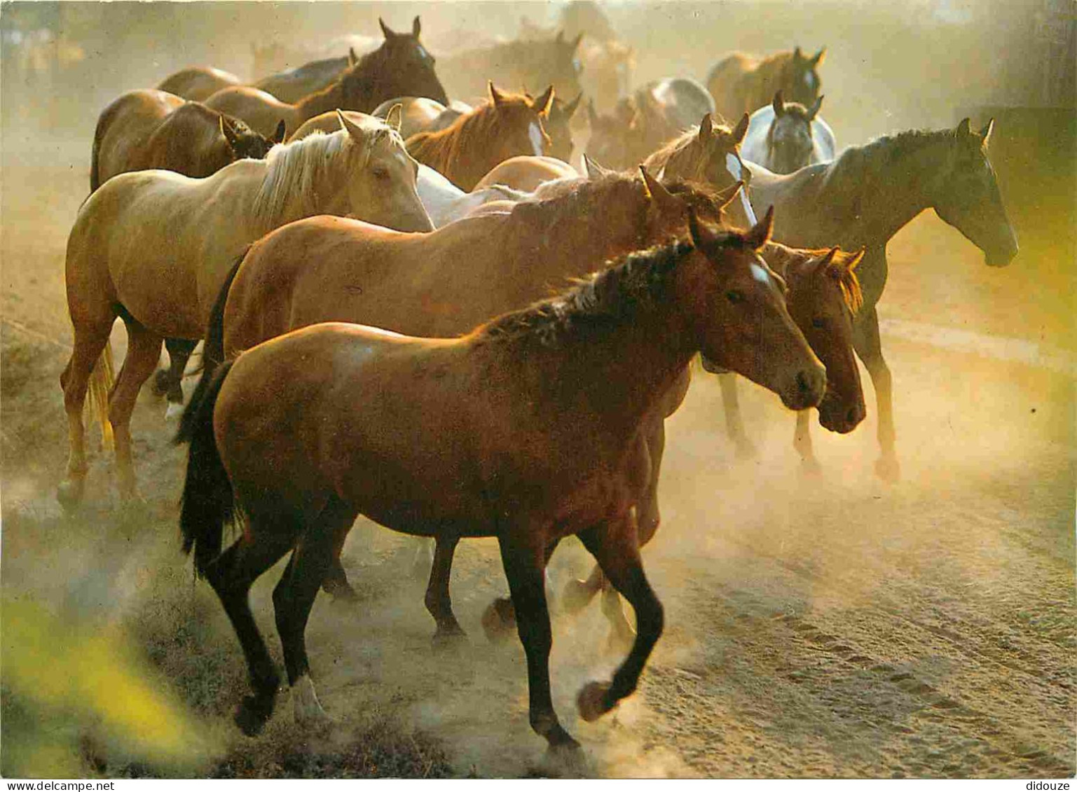Animaux - Chevaux - Pur-sang Hongrois - Ungarische Vollblutpferde - Hungarian Thoroughbred - Horses - Pferde - CPM - Voi - Pferde