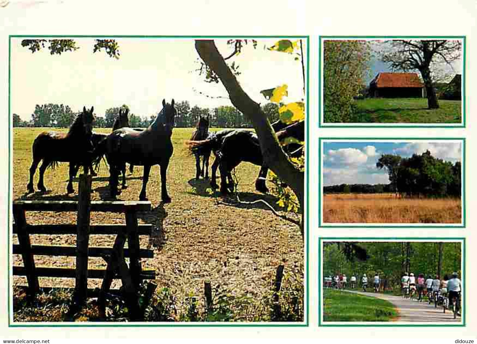 Animaux - Chevaux - Multivues - Cyclistes - CPM - Voir Scans Recto-Verso - Pferde