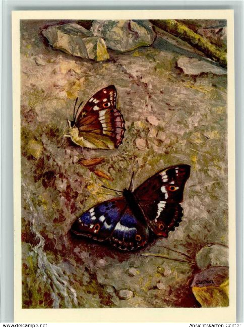 10532401 - Schmetterlinge Sign Zeltner - Nr. 641 A - - Papillons