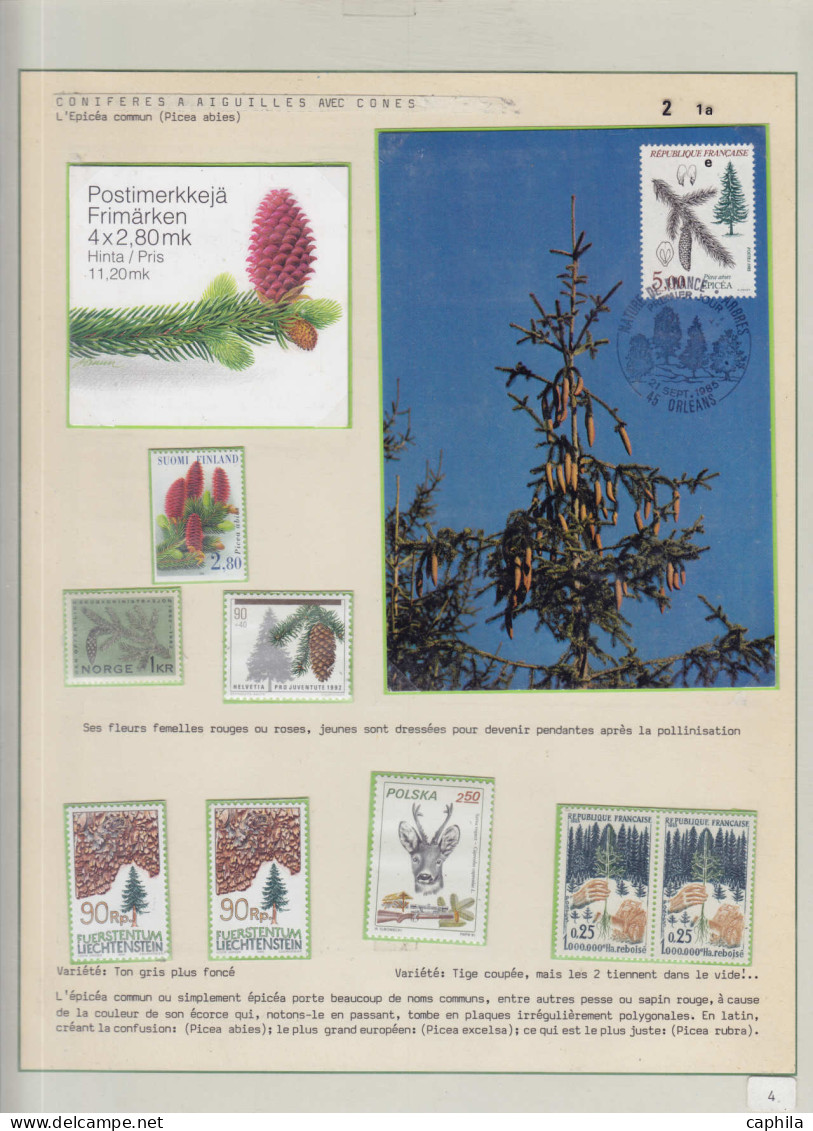 Arbres & Bois Lots & Collections LOT - Les Conifères (Ex. Collection Fuchs), Sur 59 Feuilles D'exposition (incomplète) D - Bäume