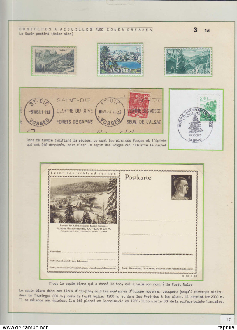 Arbres & Bois Lots & Collections LOT - Les conifères (Ex. collection Fuchs), sur 59 feuilles d'exposition (incomplète) d