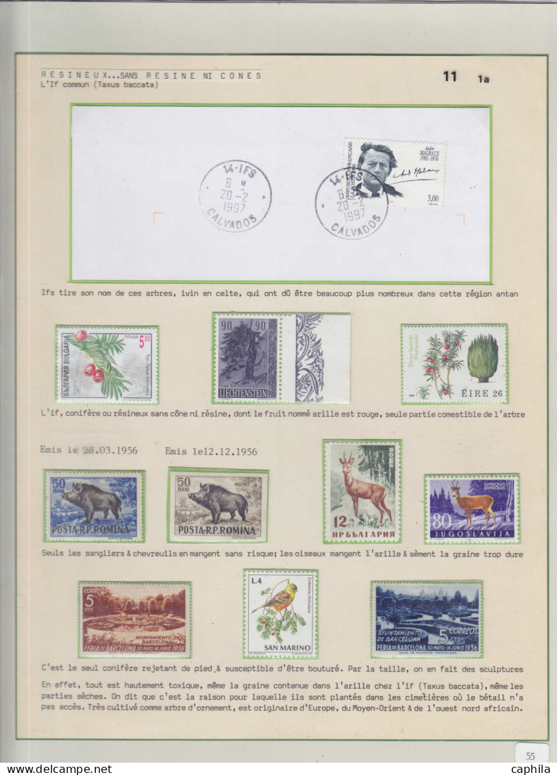 Arbres & Bois Lots & Collections LOT - Les conifères (Ex. collection Fuchs), sur 59 feuilles d'exposition (incomplète) d