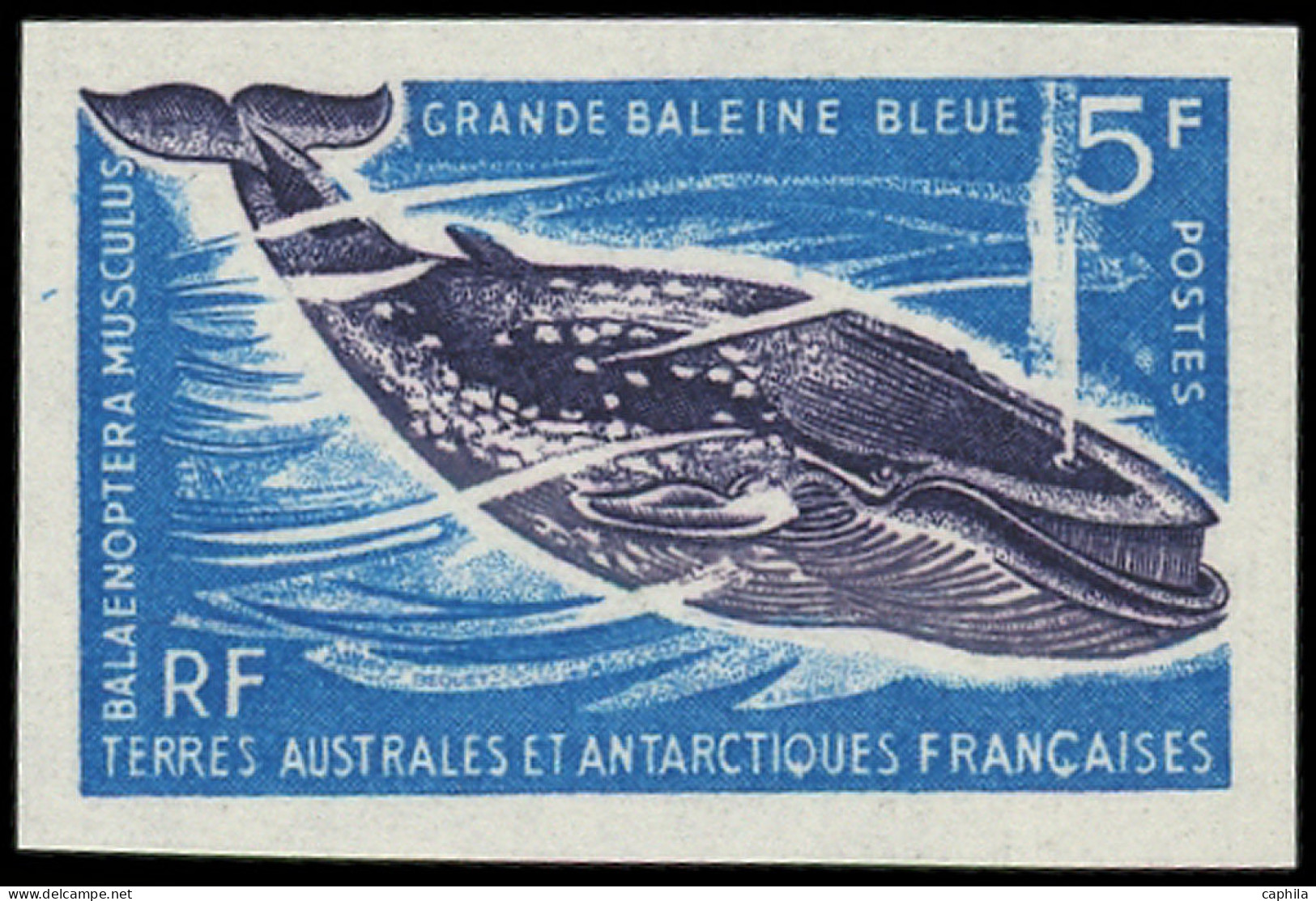 TERRES AUSTRALES Poste ** - 22, Non Dentelé: 5f. Grande Baleine Bleue - Cote: 50 - Unused Stamps