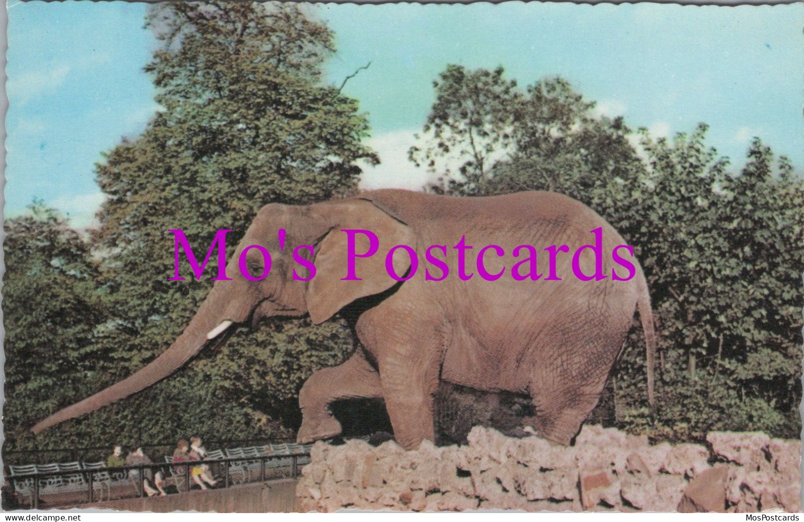 Animals Postcard - African Elephant, London Zoo   DZ36 - Éléphants