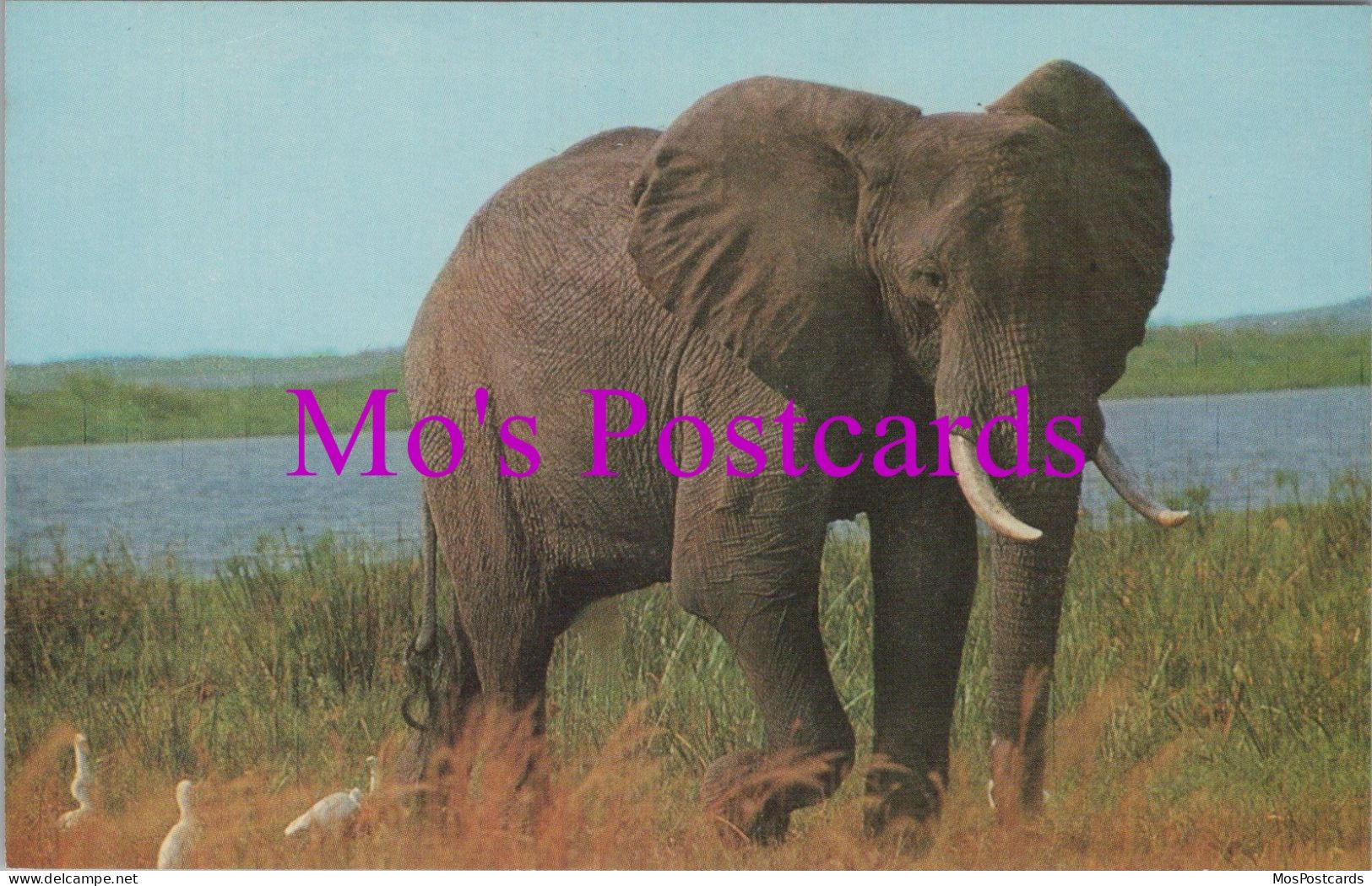 Animals Postcard - African Elephant    DZ38 - Olifanten