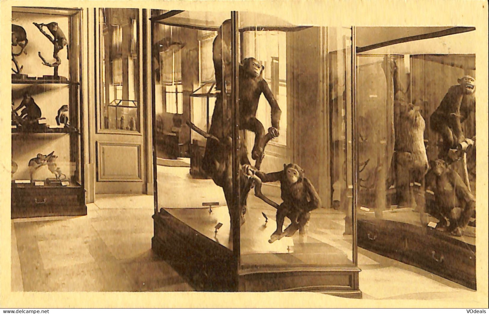 Belgique - Brabant Flamand - Tervueren - Tervueren - Musée Du Congo Belge - Cage Des Chimpanzées - Tervuren