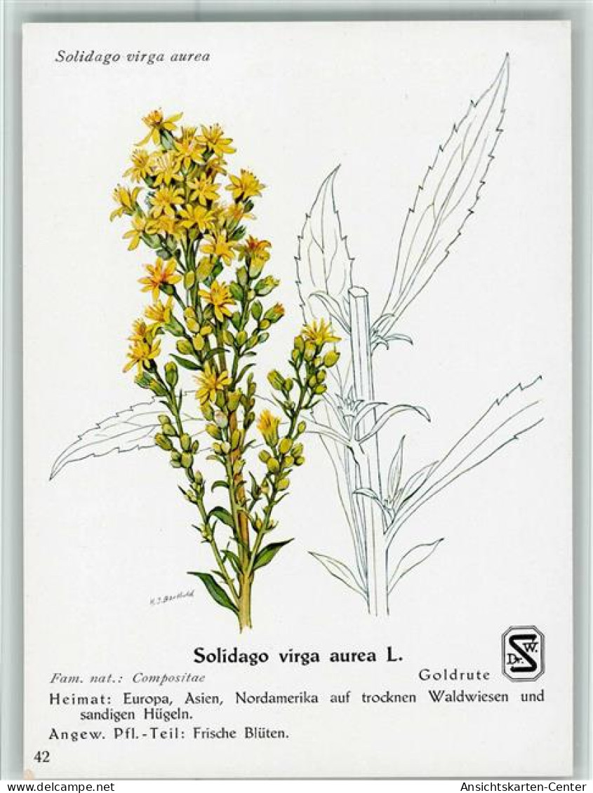 10518201 - Blumen  Solidago Virga Aurea L. - Salute