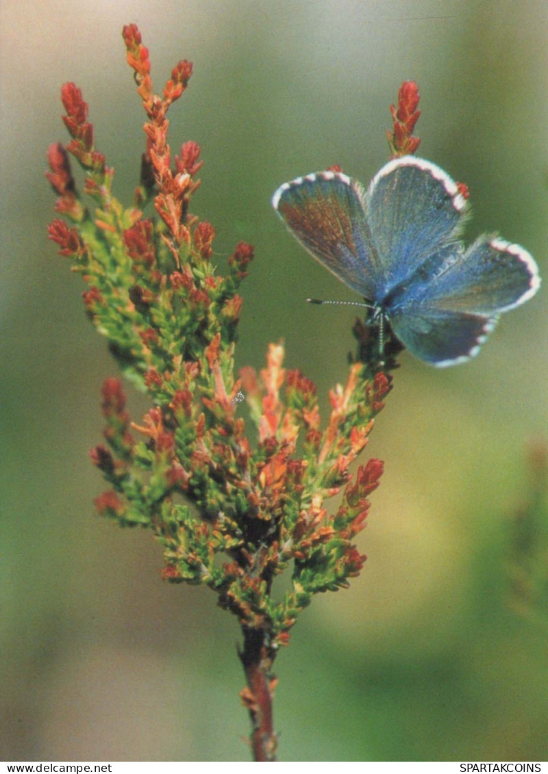 BUTTERFLIES Vintage Postcard CPSM #PBZ947.GB - Mariposas