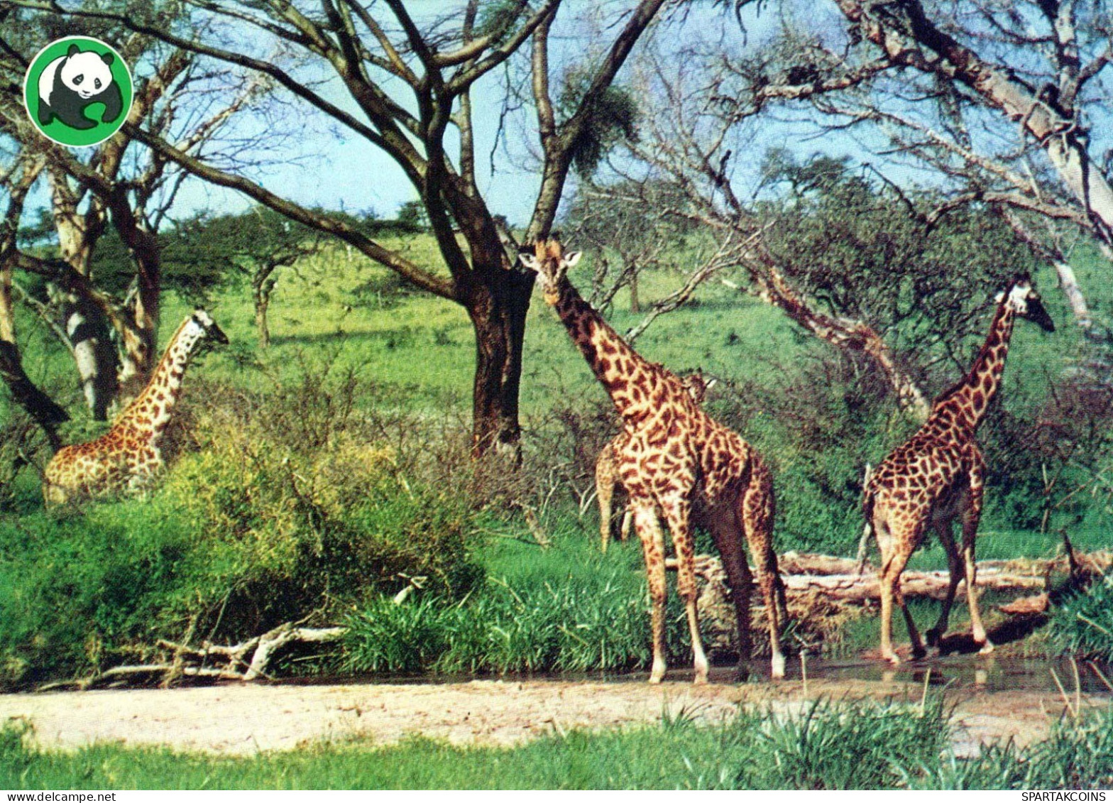 GIRAFFE Animals Vintage Postcard CPSM #PBS960.GB - Giraffe