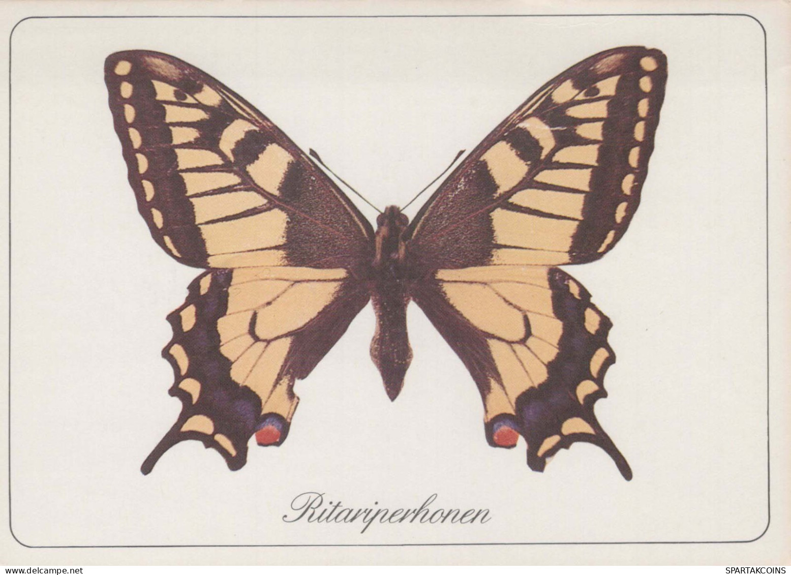 BUTTERFLIES Animals Vintage Postcard CPSM #PBS431.GB - Papillons