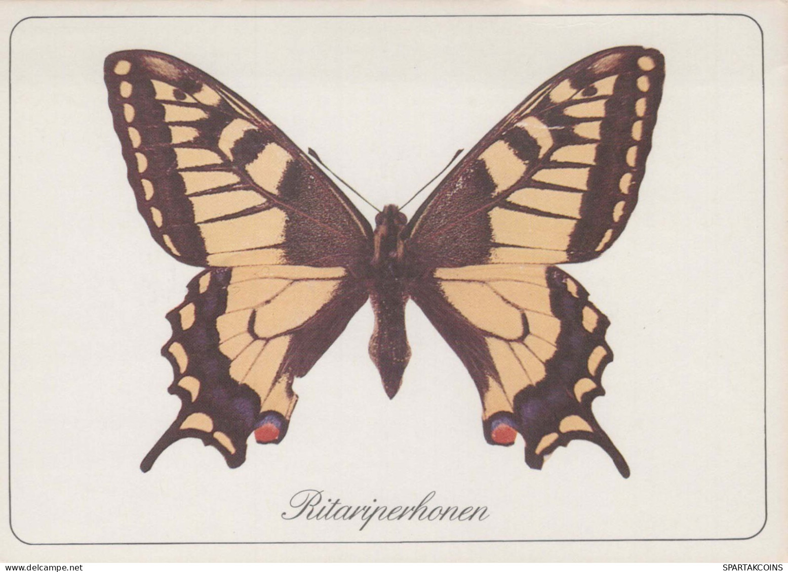 BUTTERFLIES Animals Vintage Postcard CPSM #PBS431.GB - Vlinders