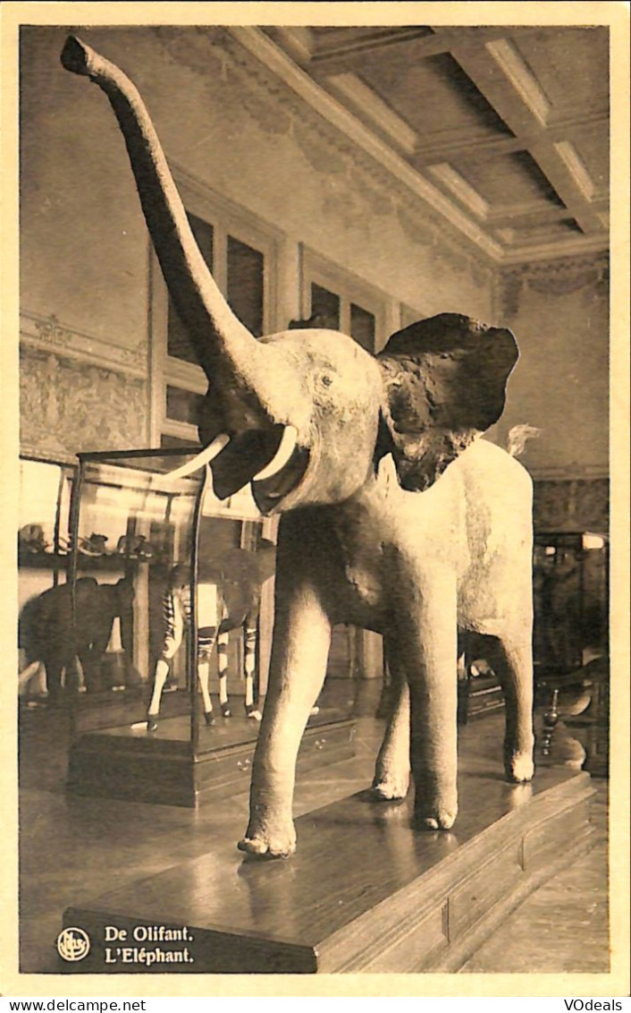 Belgique - Brabant Flamand - Tervueren - Tervueren - Musée Du Congo Belge - L'éléphant - Tervuren