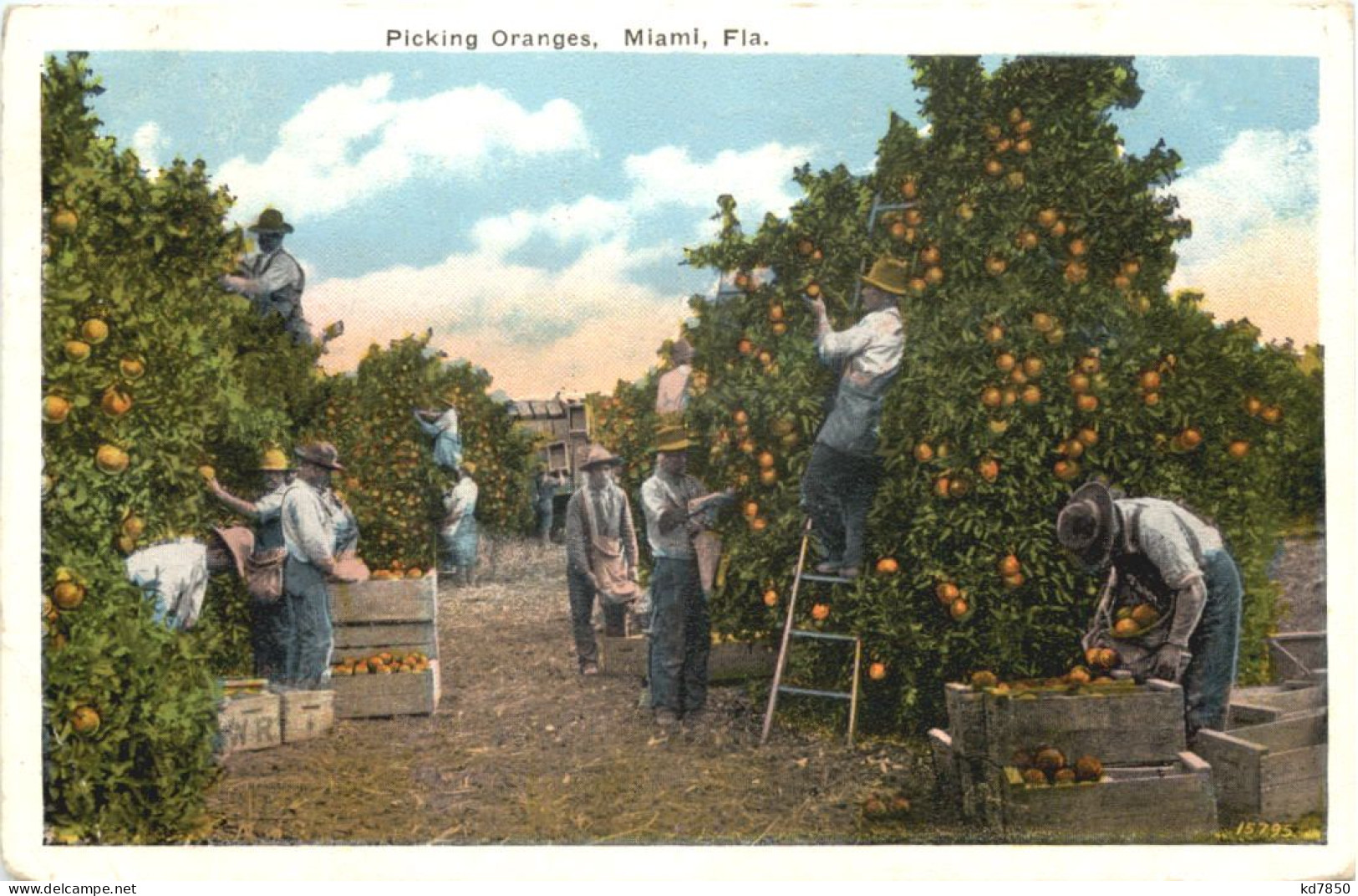 Miami - Picking Oranges - Miami