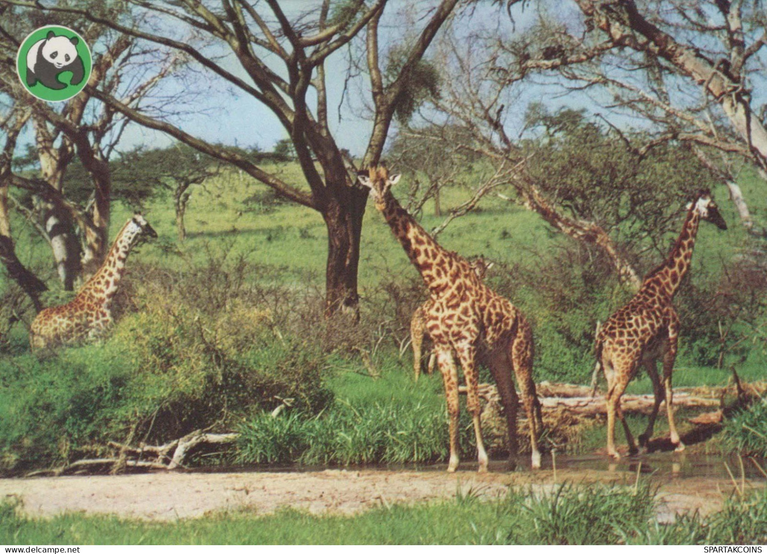 JIRAFA Animales Vintage Tarjeta Postal CPSM #PBS961.ES - Giraffes