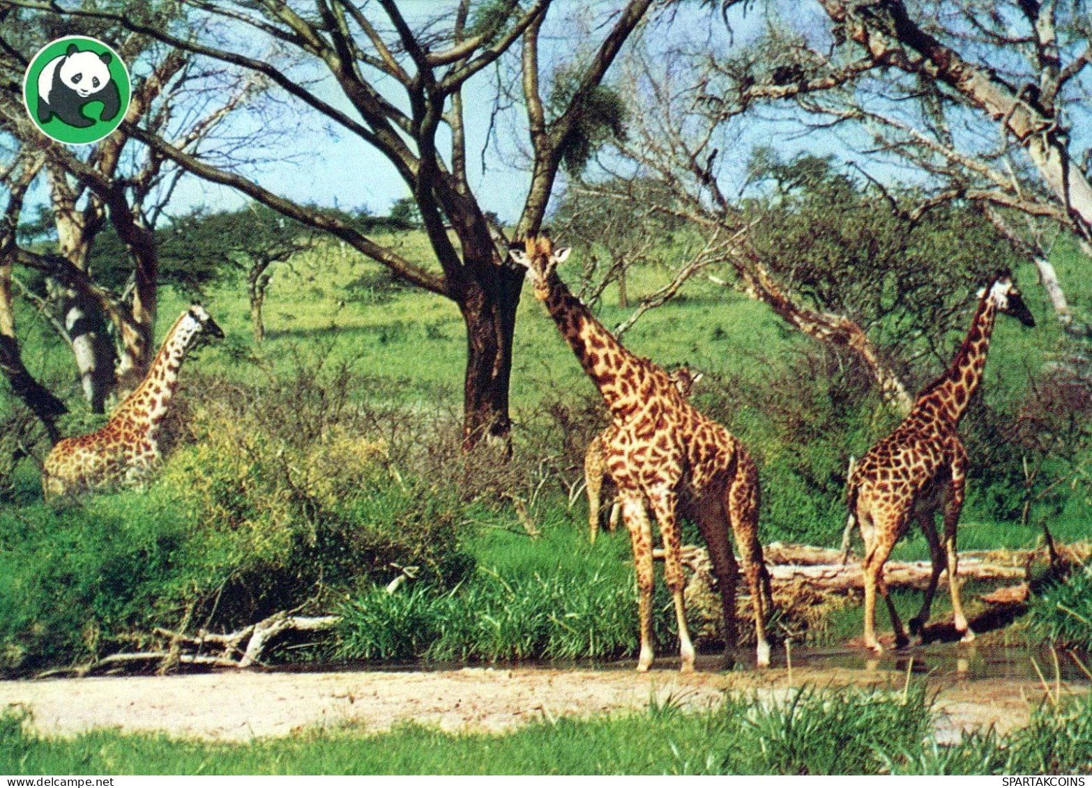 JIRAFA Animales Vintage Tarjeta Postal CPSM #PBS961.ES - Giraffes