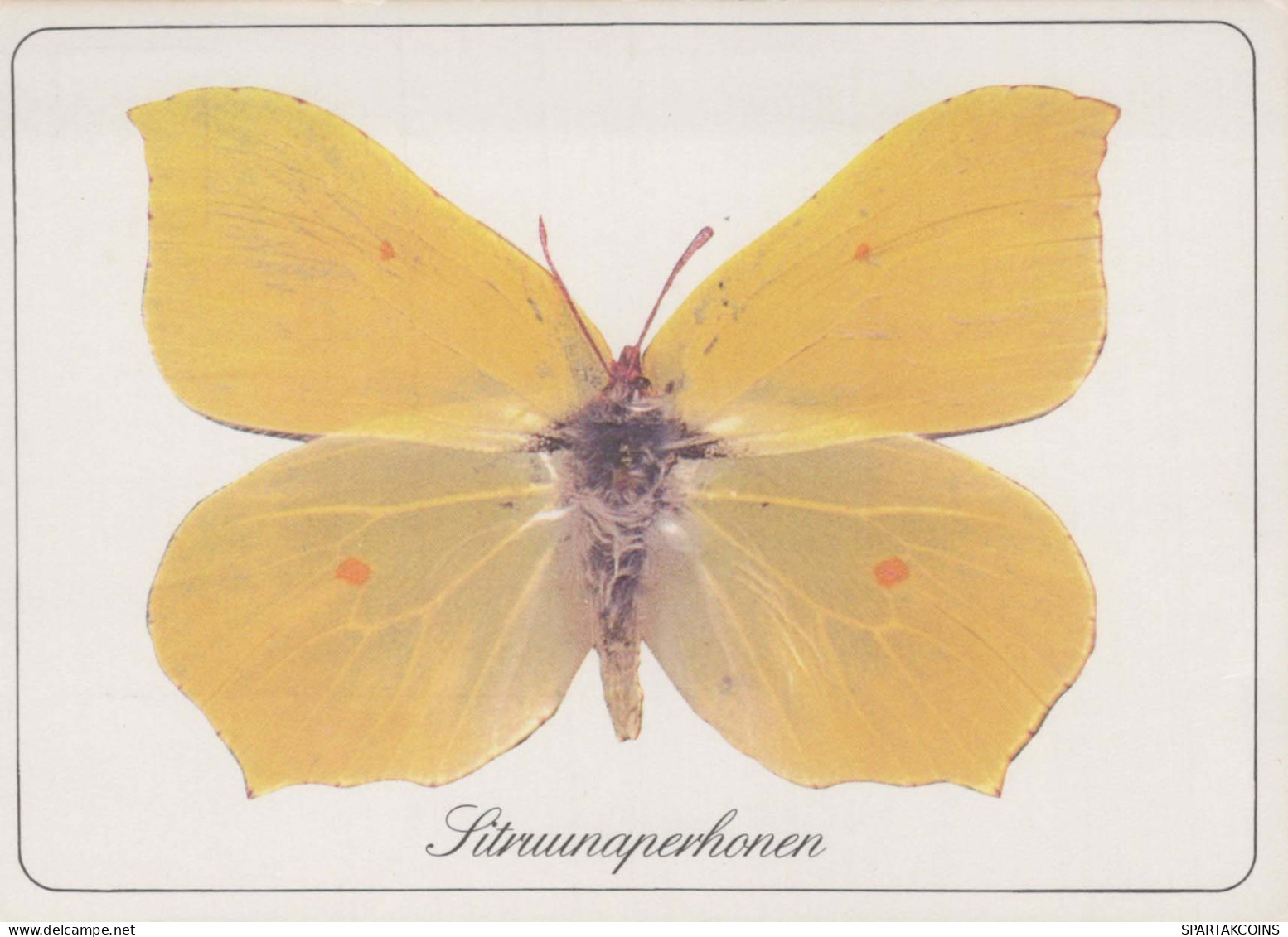 MARIPOSAS Animales Vintage Tarjeta Postal CPSM #PBS432.ES - Butterflies