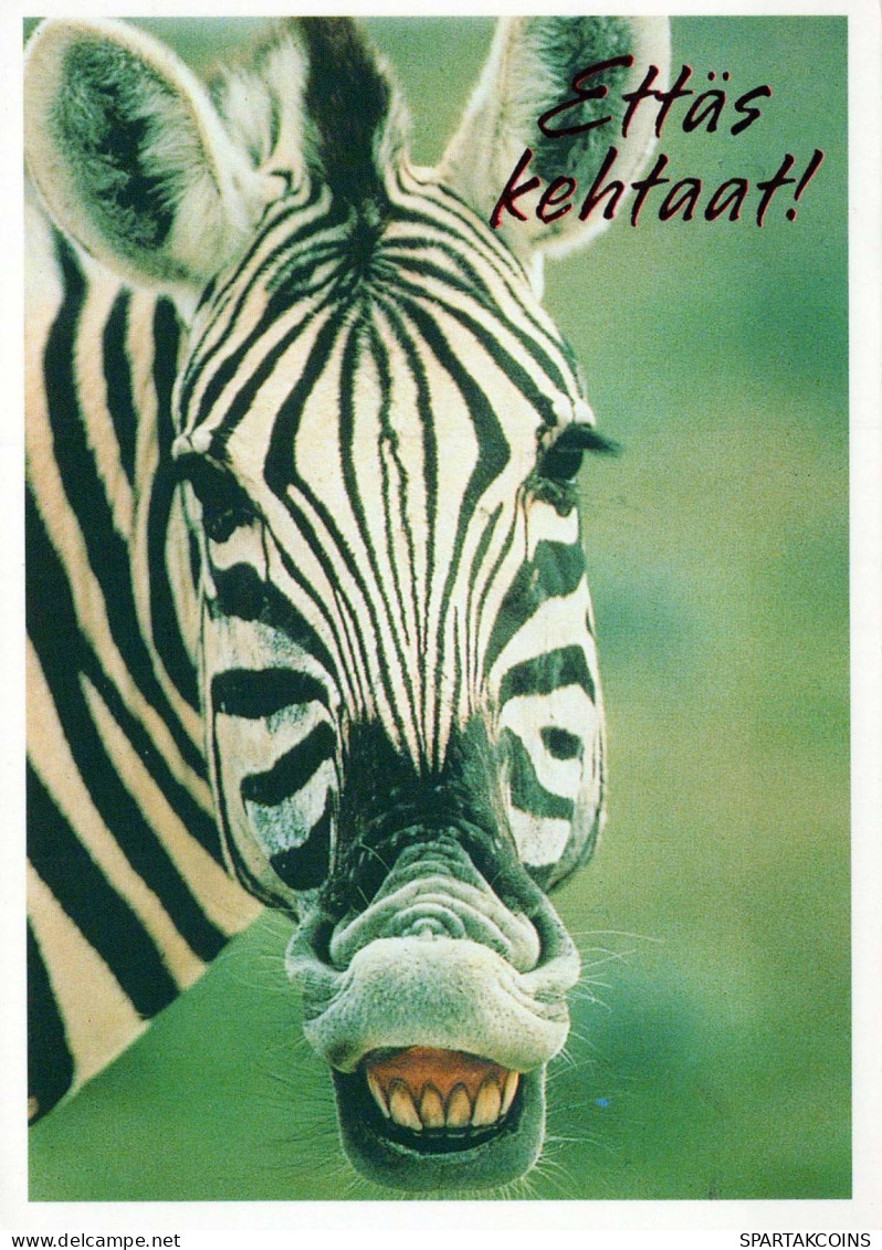 ZEBRA Tier Vintage Ansichtskarte Postkarte CPSM #PBR910.DE - Zebras