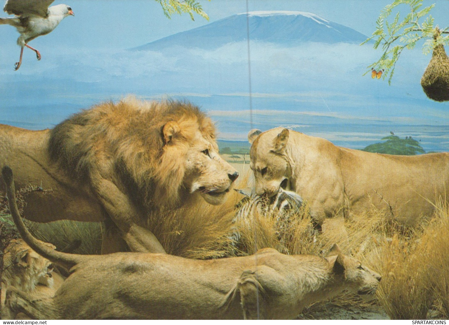 LION RAUBKATZE Tier Vintage Ansichtskarte Postkarte CPSM #PAM012.DE - Leeuwen