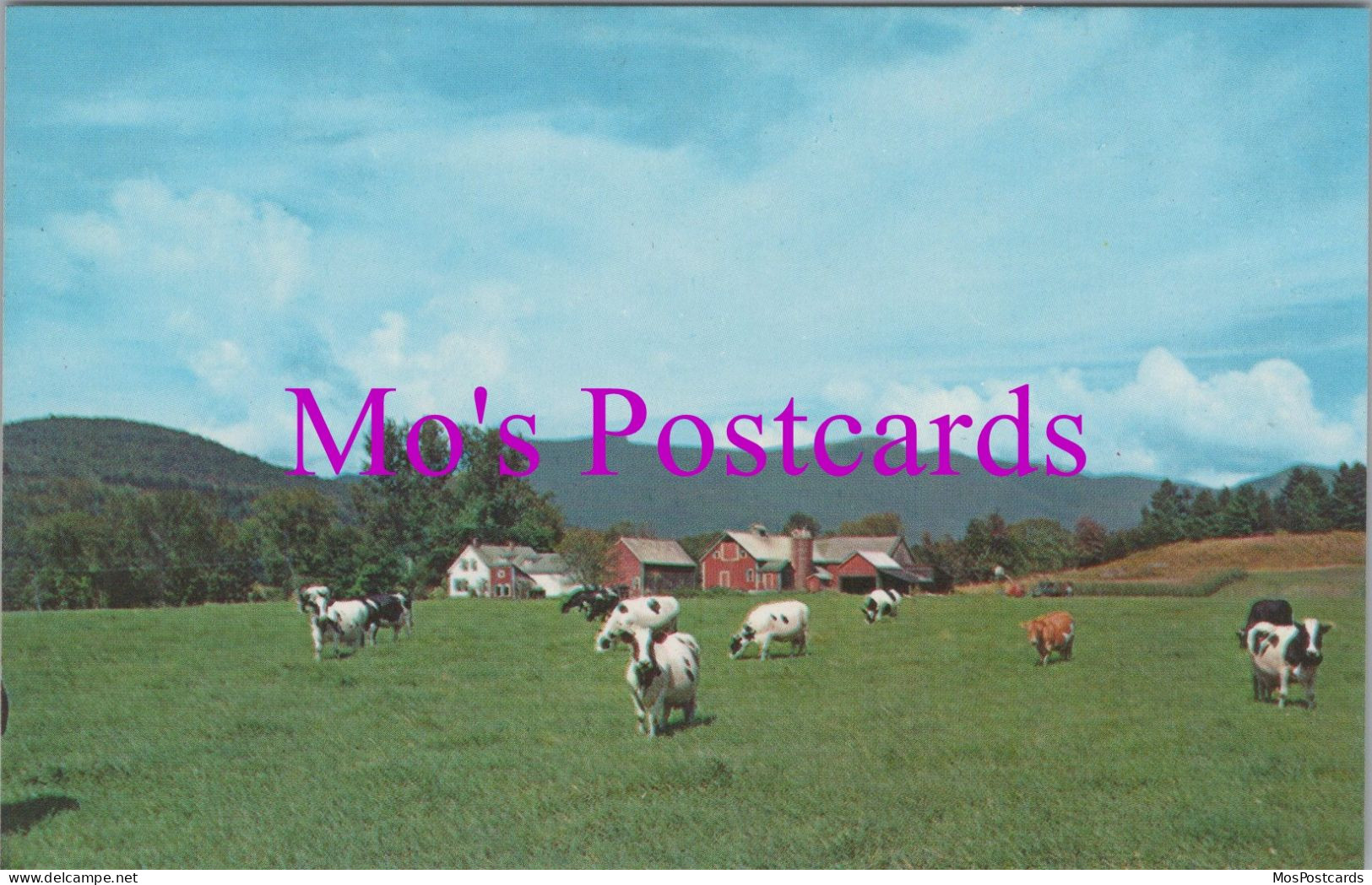 America Postcard - Cows At Stowe, Vermont   DZ55 - Andere & Zonder Classificatie