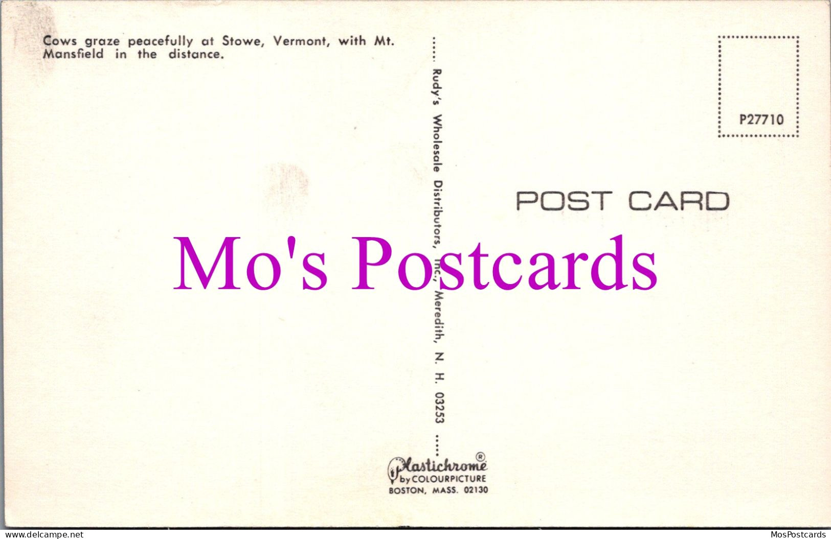 America Postcard - Cows At Stowe, Vermont   DZ55 - Other & Unclassified