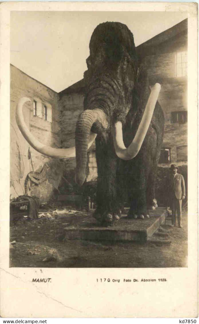 Mamut - Éléphants