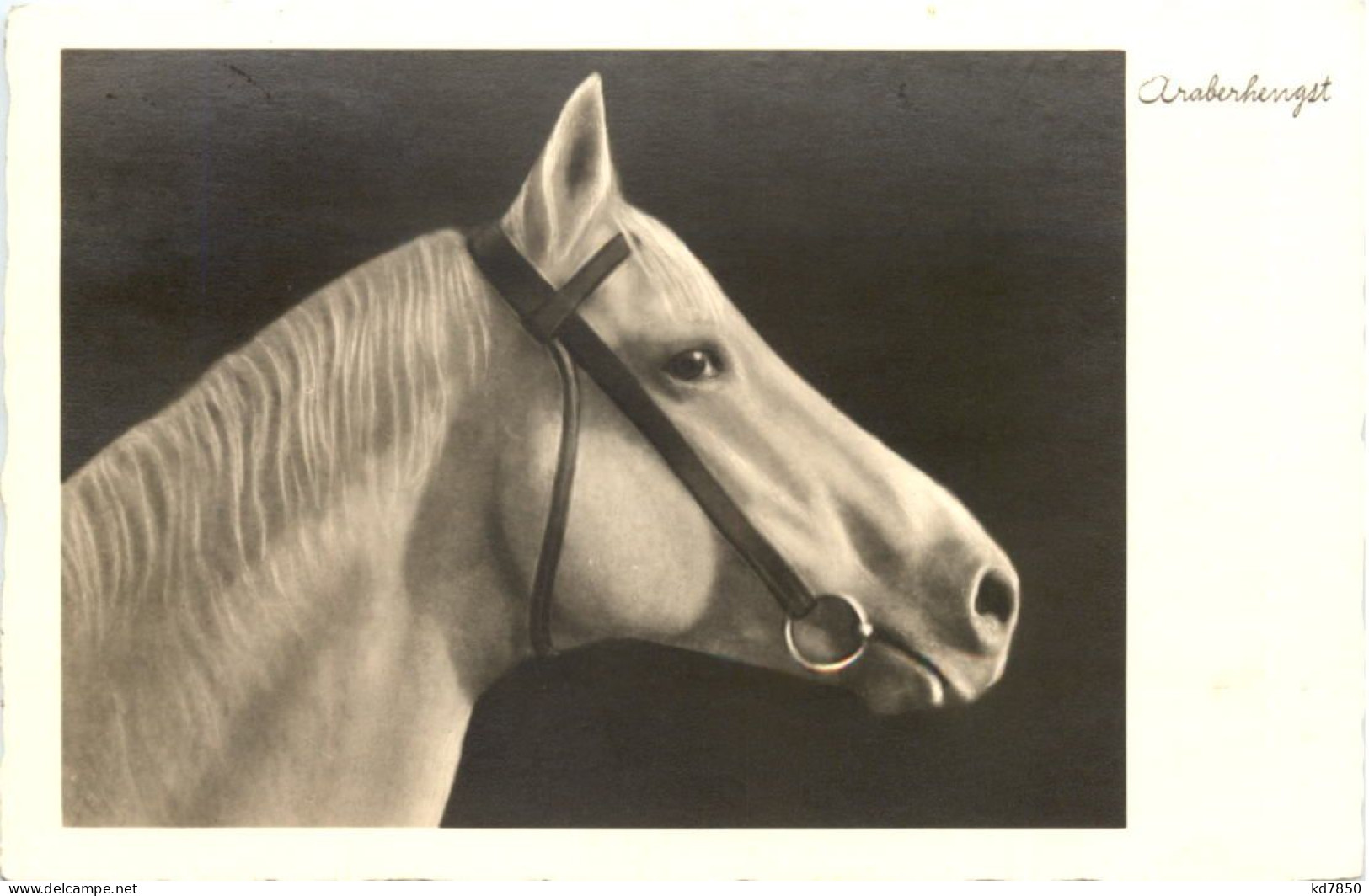 Horse - Araberhengst - Pferde