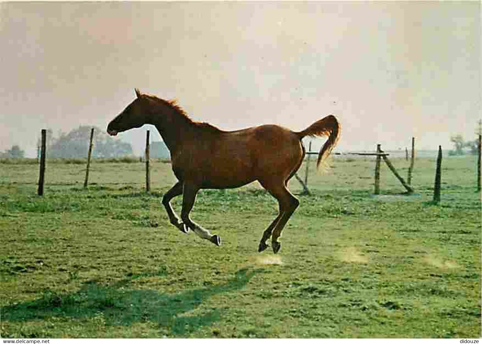 Animaux - Chevaux - Portrait De Cheval - Carte Neuve - CPM - Voir Scans Recto-Verso - Pferde