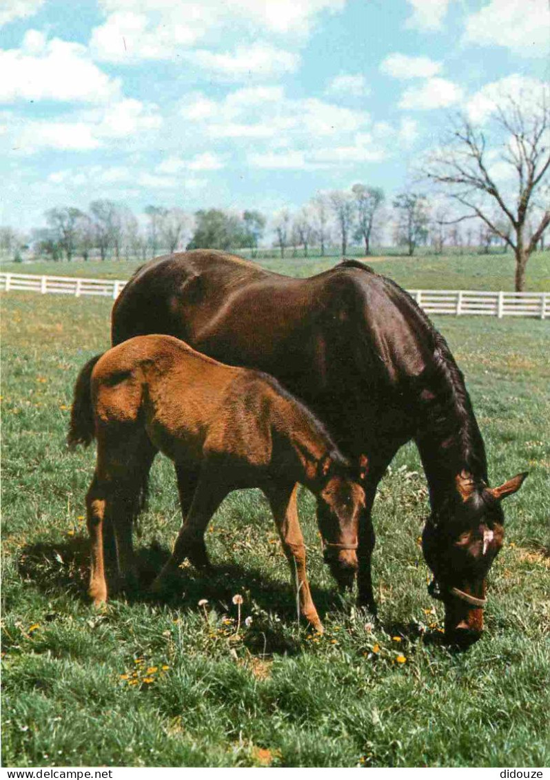 Animaux - Chevaux - Jument Et Son Poulain - Horses - Pferde - CPM - Voir Scans Recto-Verso - Pferde