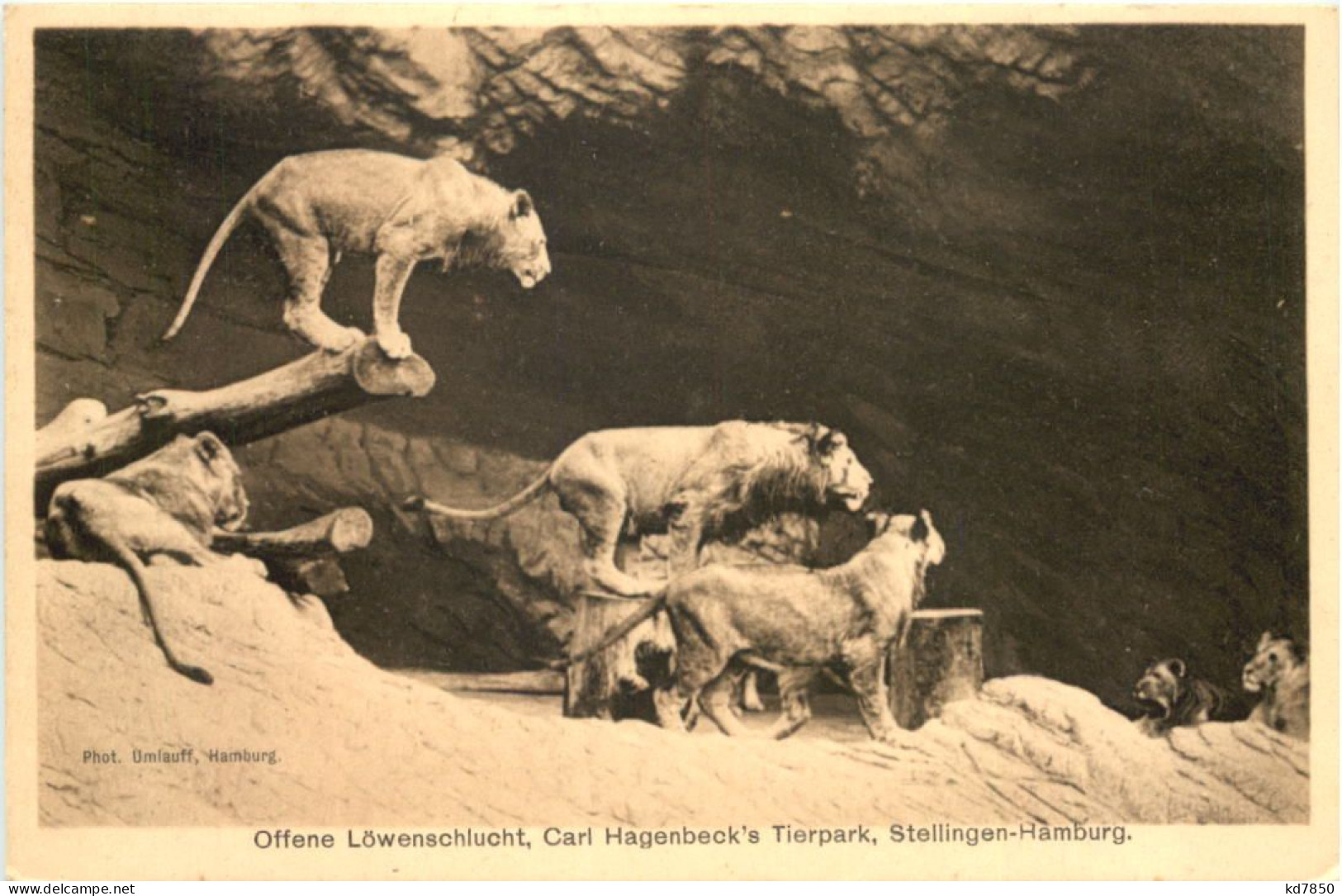 Hamburg-Stellingen - Carl Hagenbecks Tierpark - Löwenschlucht - Stellingen