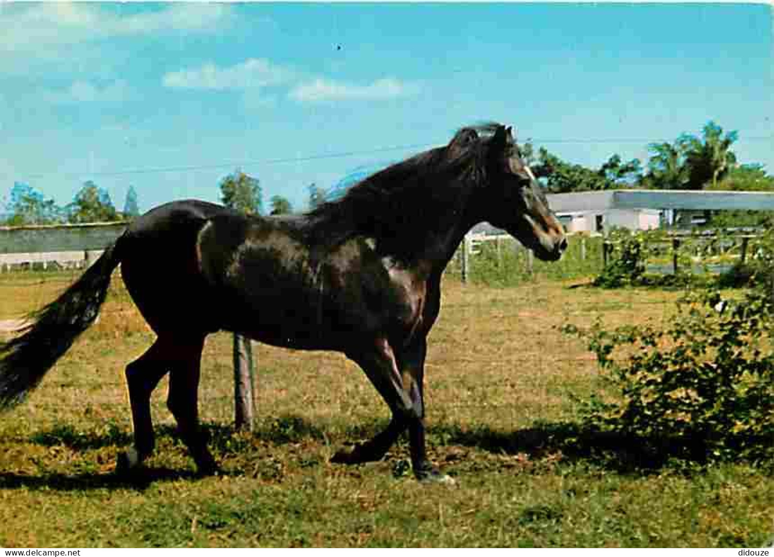 Animaux - Chevaux - Cheval Noir - CPM - Voir Scans Recto-Verso - Pferde