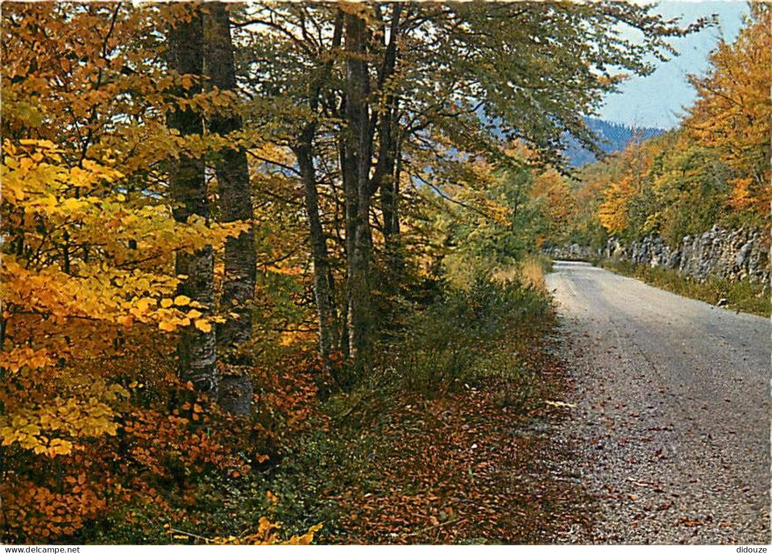 Forêt - Arbres - CPM - Voir Scans Recto-Verso - Arbres