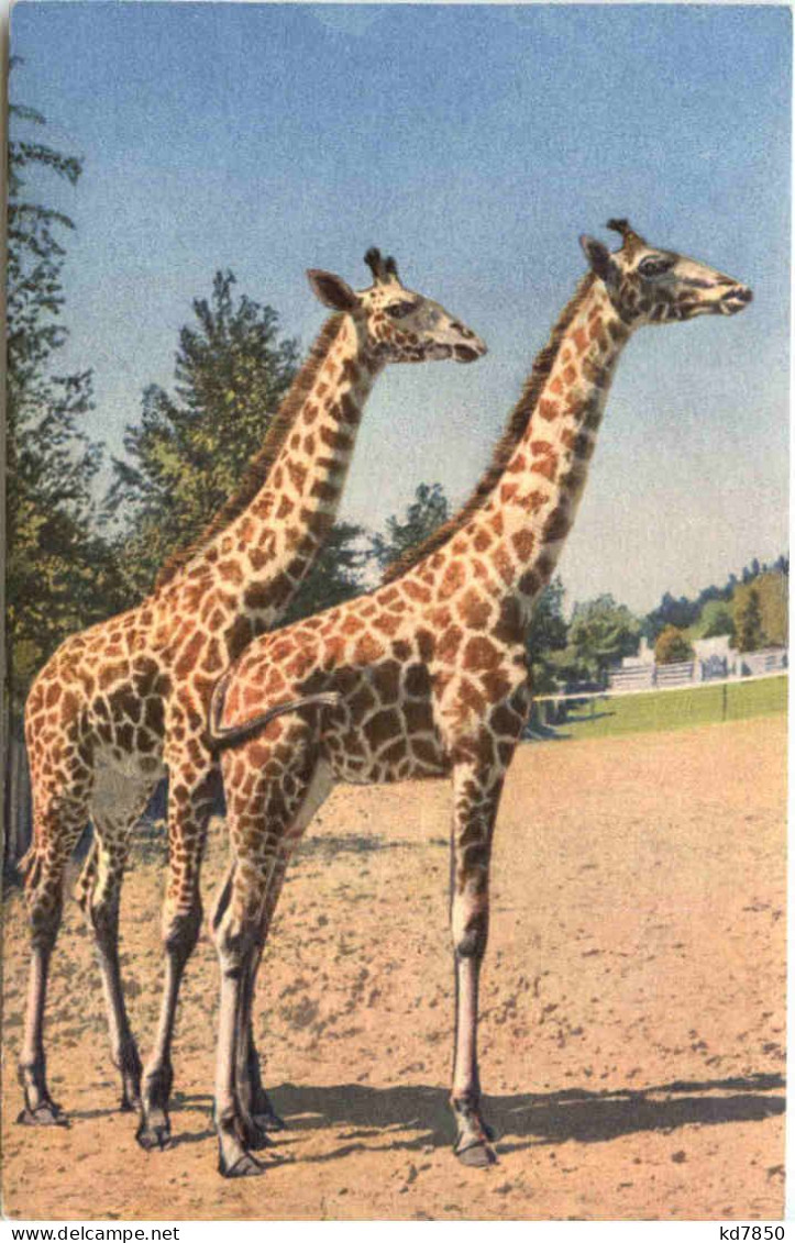 Giraffe - Jirafas