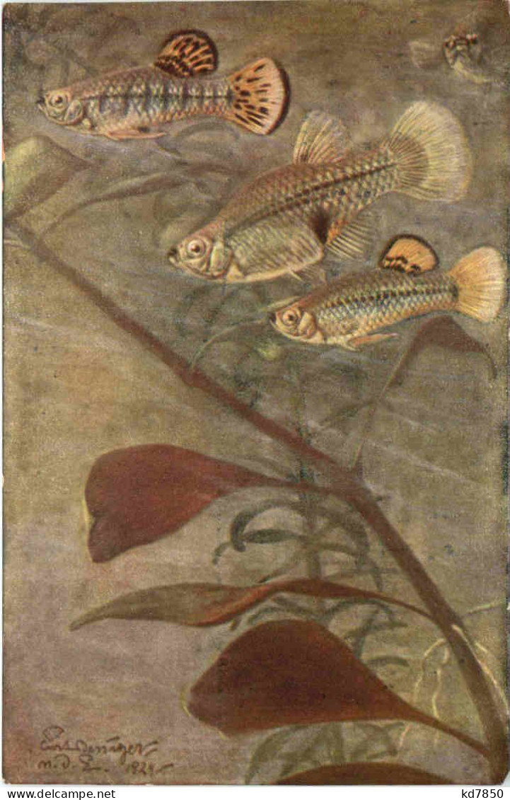 Fische - Limia Vittata Gulchenot - Poissons Et Crustacés