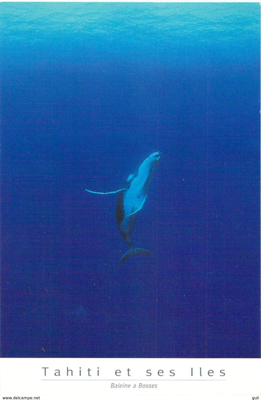 Polynésie Française TAHITI Et Ses îles Baleine à Bosses (B)  (whale) BLU N° CM 37 / Pascal Jagut - Polynésie Française