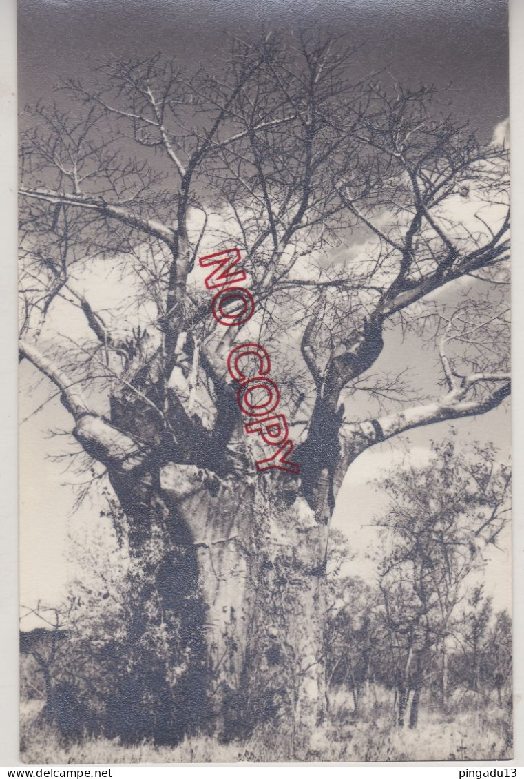 Rhodesia Salisbury Harare Rare Carte Postale Signée Ilo The Pirate Alexander Battigelli Dessinateur Italien Arbre - Zimbabwe