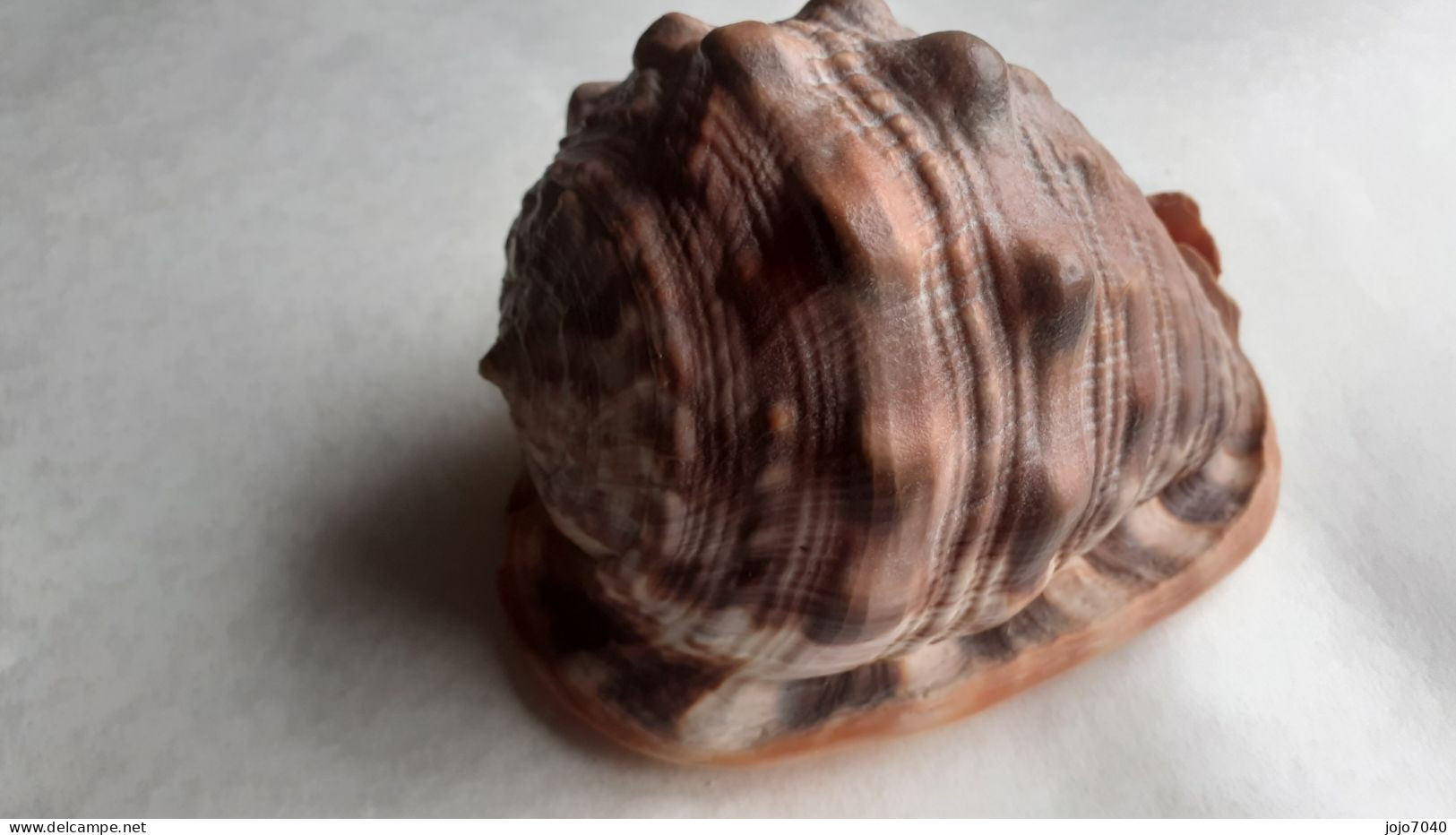 Coquillage Casque - Seashells & Snail-shells
