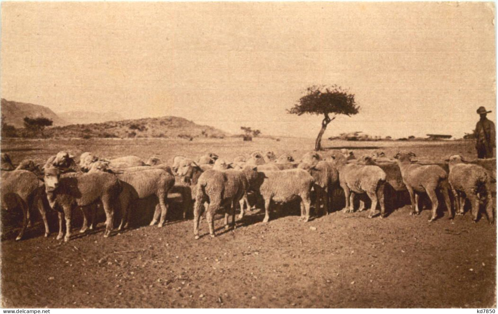 Wollschafe Auf Boigtsland DSW - Ehemalige Dt. Kolonien