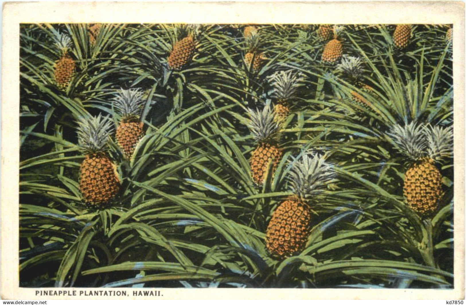 Hawaii - Pinapple Plantation - Other & Unclassified