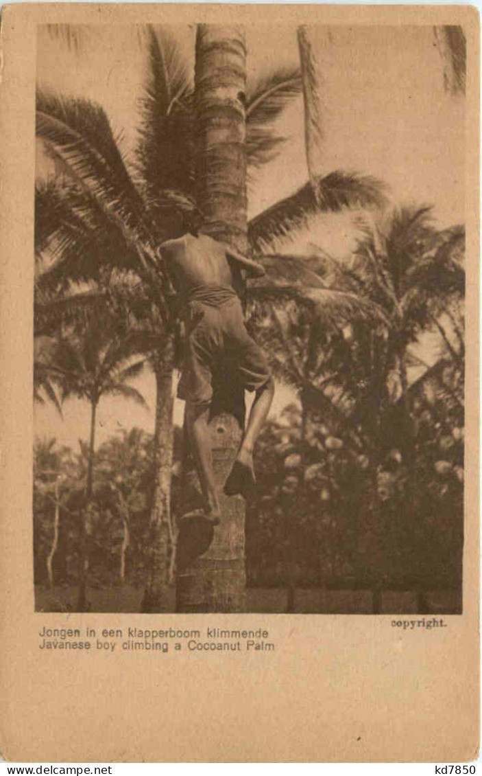 Javanese Boy Climbing A Cocoanut Palm - Indonesië