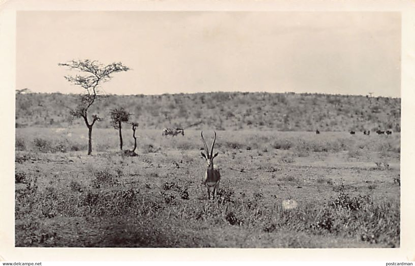 Kenya - Antelope - REAL PHOTO - Publ. Martin Johnson  - Kenia