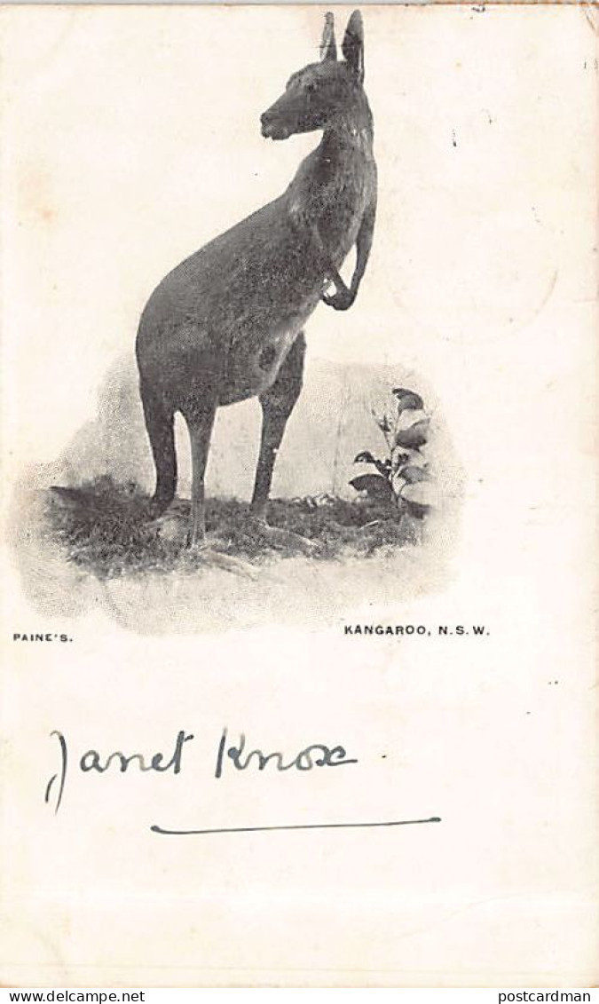Australia - New South Wales - Kangaroo - Publ. Paine's  - Other & Unclassified