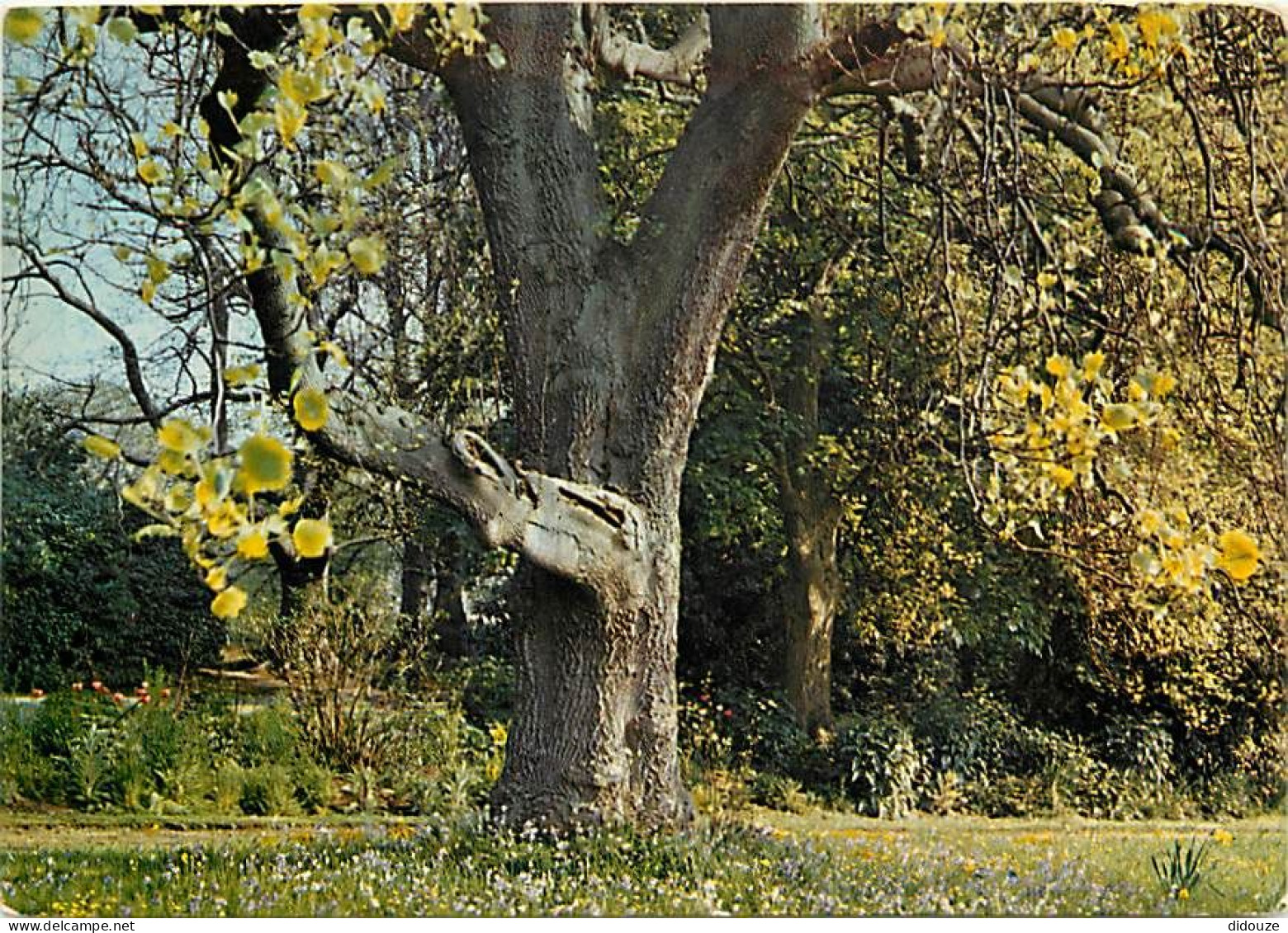 Forêt - Arbres - CPM - Voir Scans Recto-Verso - Alberi