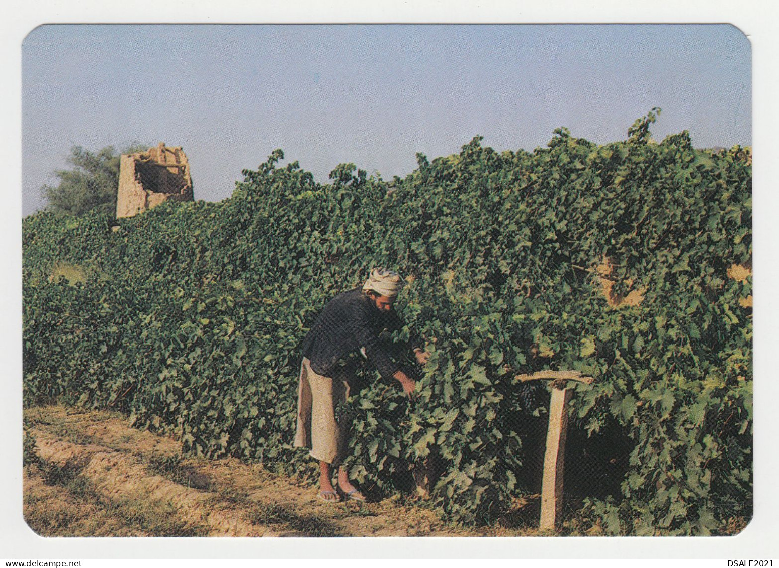 Yemen Y.A.R. A Vineyard At Sadah, Native Scene View, Vintage Photo Postcard RPPc AK (8206) - Yemen