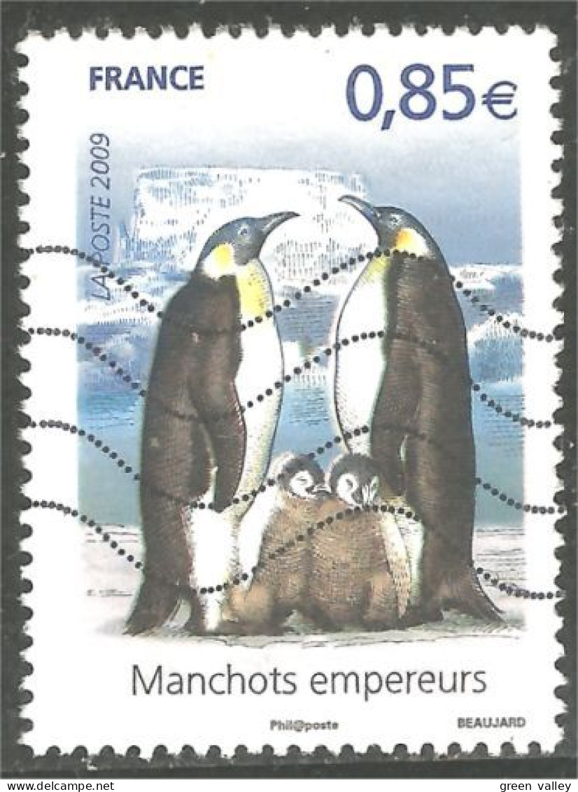 331eu-44 France Antarctic Manchot Empereur Emperor Penguin Kaiserpinguin Pinguino - Other & Unclassified