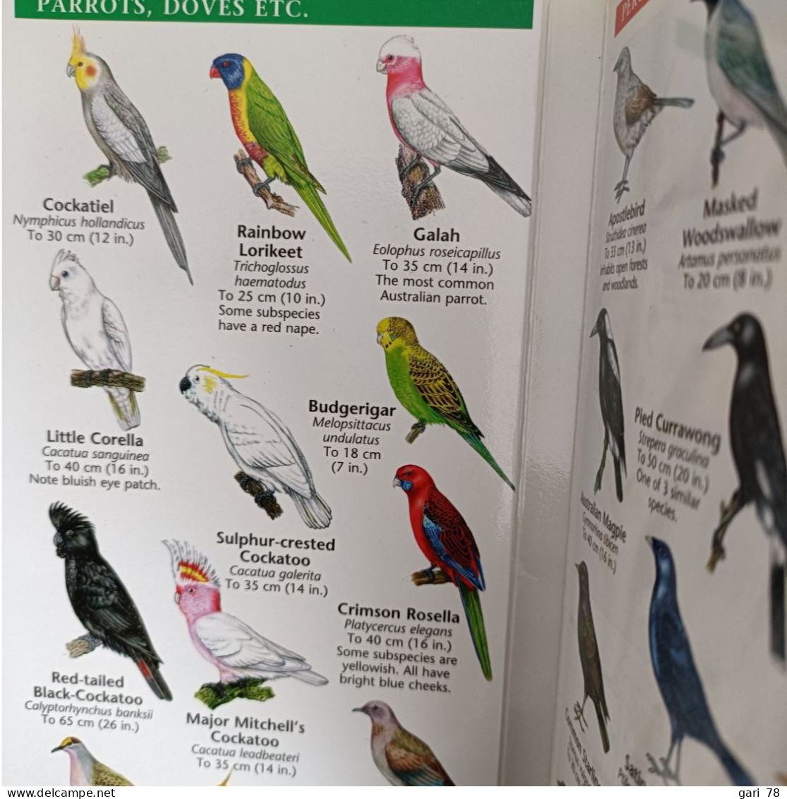 Dépliant De 12 Pages Cartonnées Australian Birds An Introduction To Familiar Species - Sonstige & Ohne Zuordnung