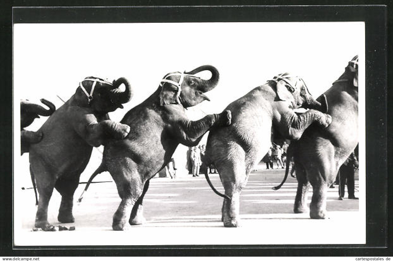 AK Elefanten Machen Ein Kunststück  - Olifanten