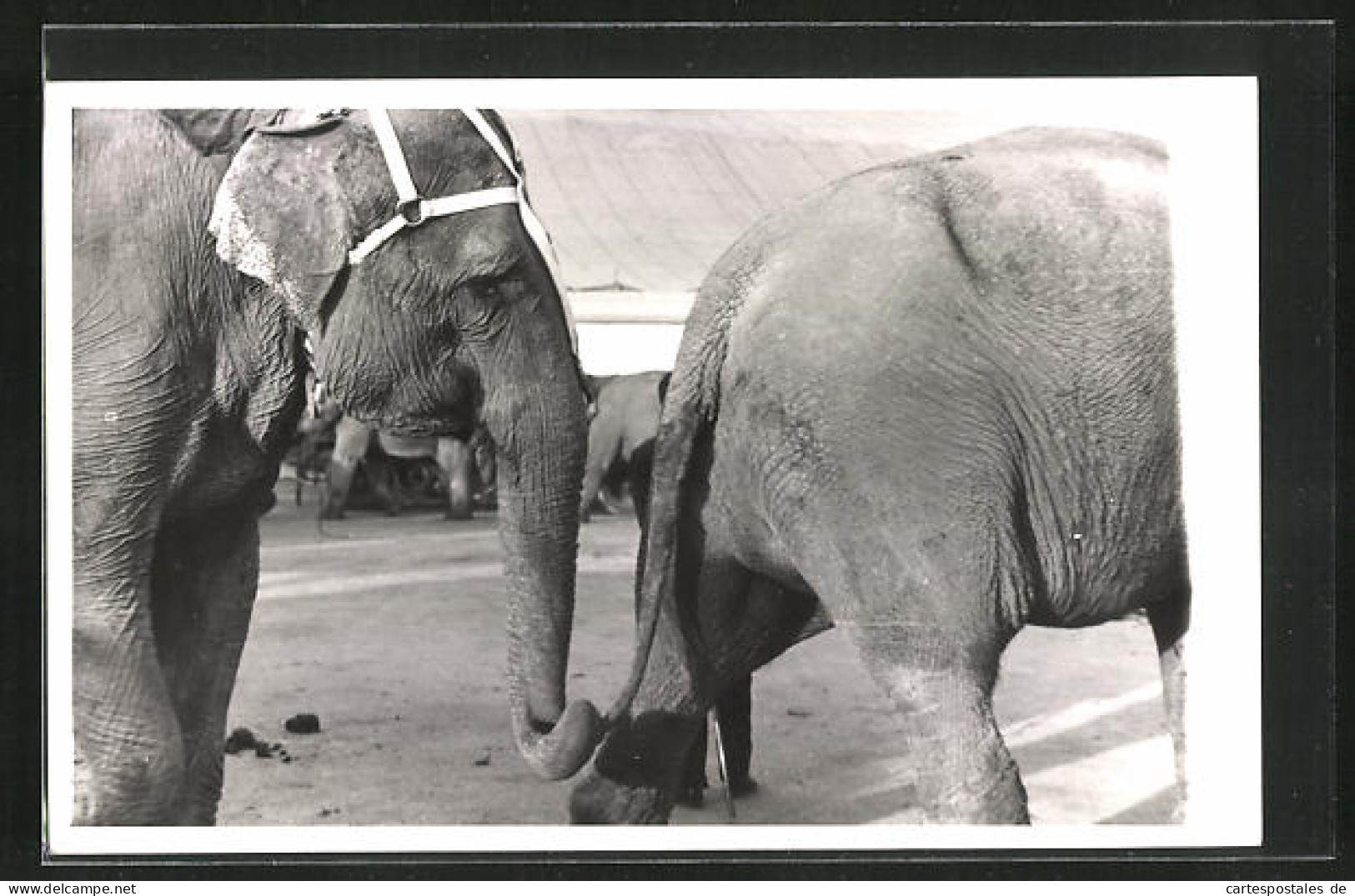 AK Elefanten Greift Mit Dem Rüssel Den Schwanz Des Elefanten Vor Ihm  - Éléphants