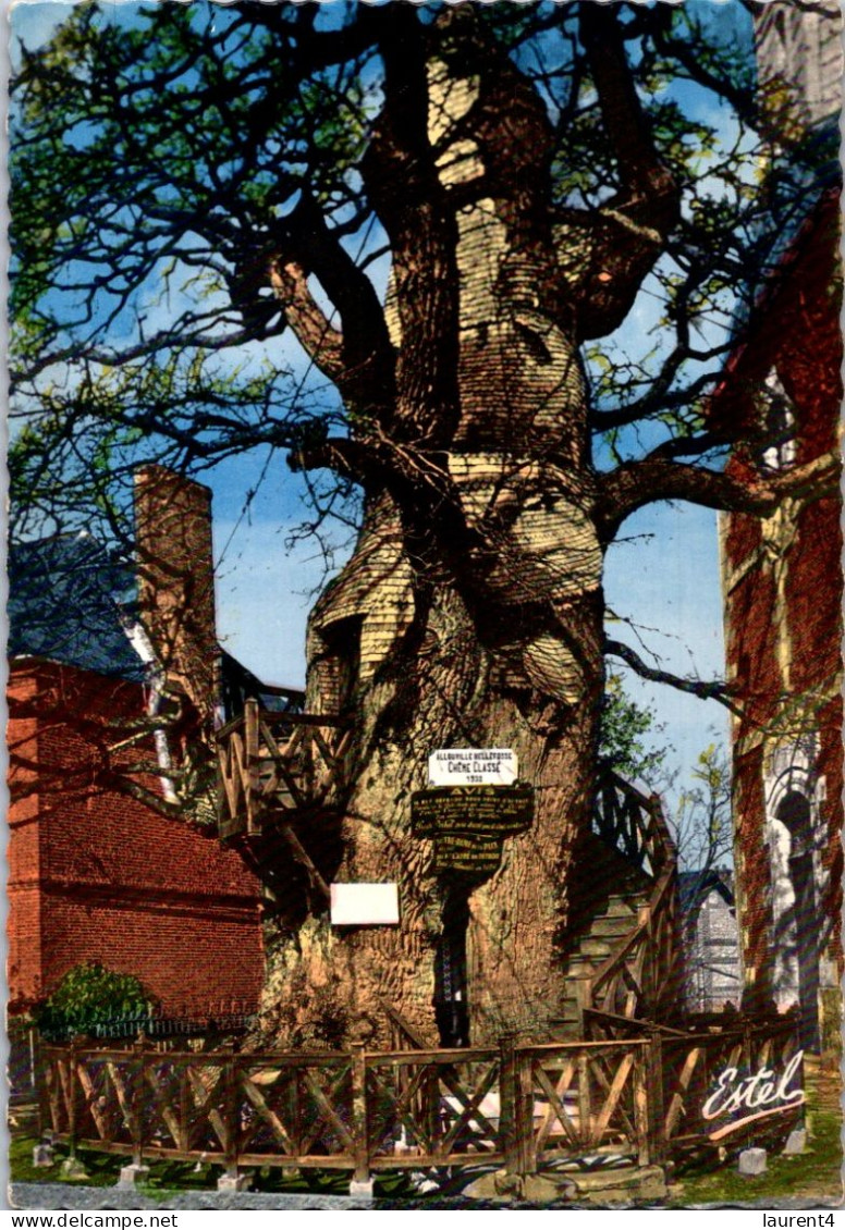 9-4-2024 (1 Z 28) France - Allouville-Bellefosse (100 Year Old Tree) Chêne Millénaire - Bomen