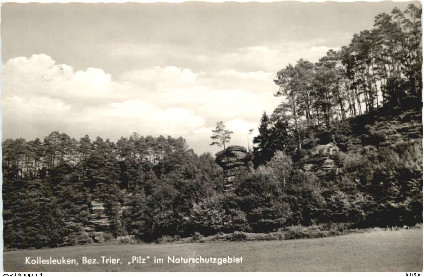 Kollesleuken - Pilz Im Naturschutzgebiet - Saarburg